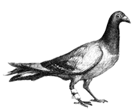 pigeon